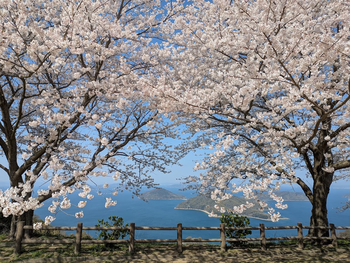 紫雲出山（香川県）の桜完全ガイド｜瀬戸内海を望む絶景桜名所の見頃・アクセス・予約情報