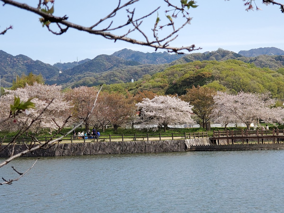 亀鶴公園(香川県)の桜