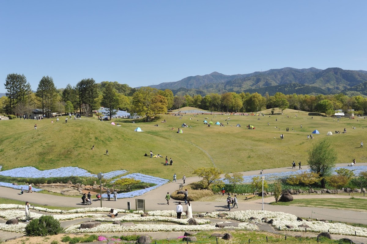 国営讃岐まんのう公園の桜完全ガイド｜香川県随一の花見名所の見頃・アクセス・楽しみ方