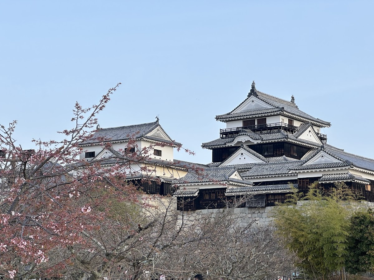 松山城(愛媛県)の桜