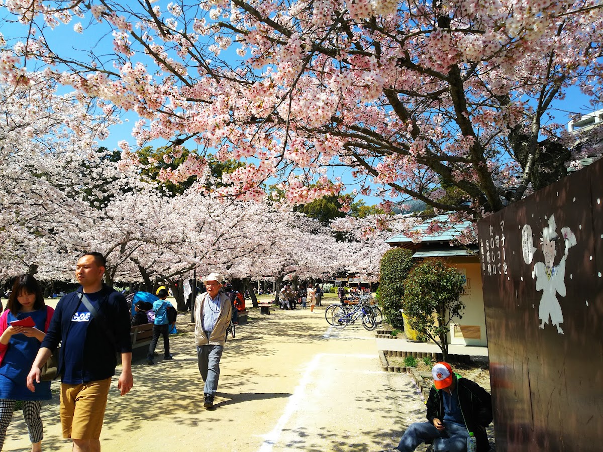 道後公園の桜