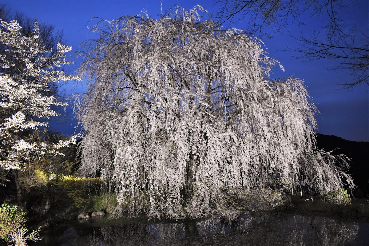開明学校周辺の桜名所