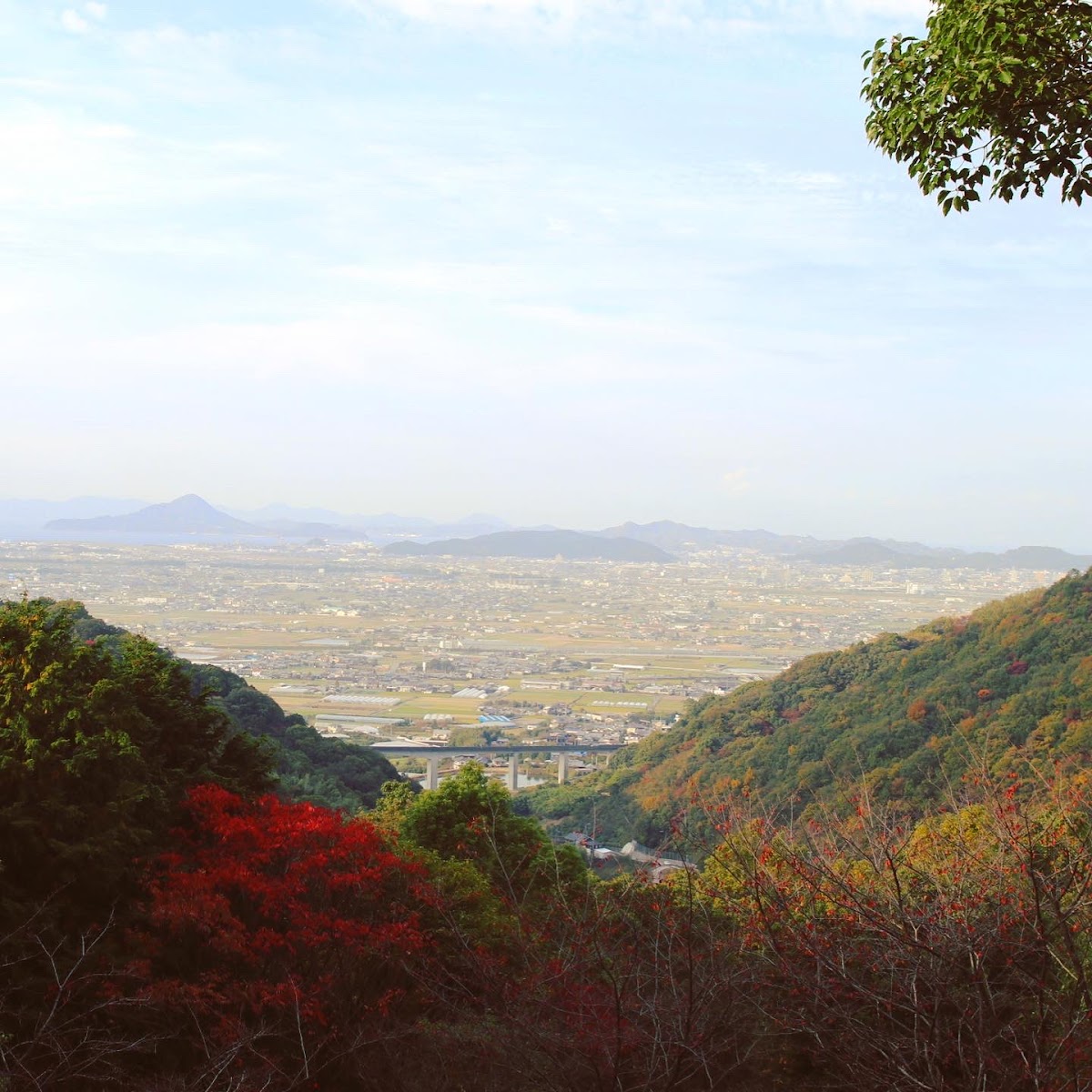 えひめ森林公園の桜