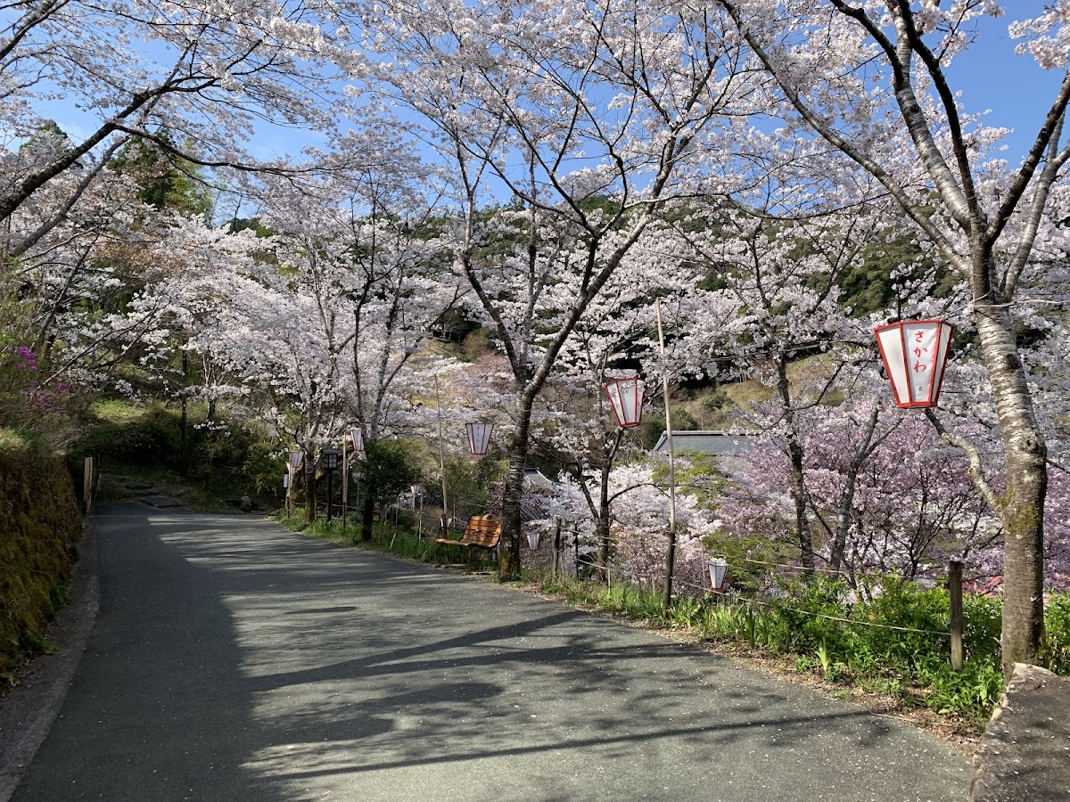 牧野公園(高知県)の桜完全ガイド|日本さくら名所100選の見頃・アクセス・楽しみ方