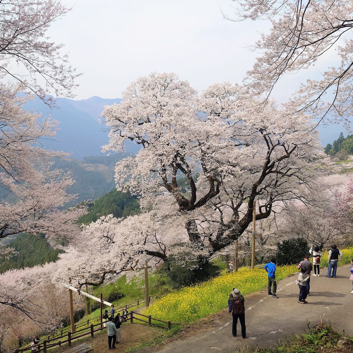 高知公園の桜2026