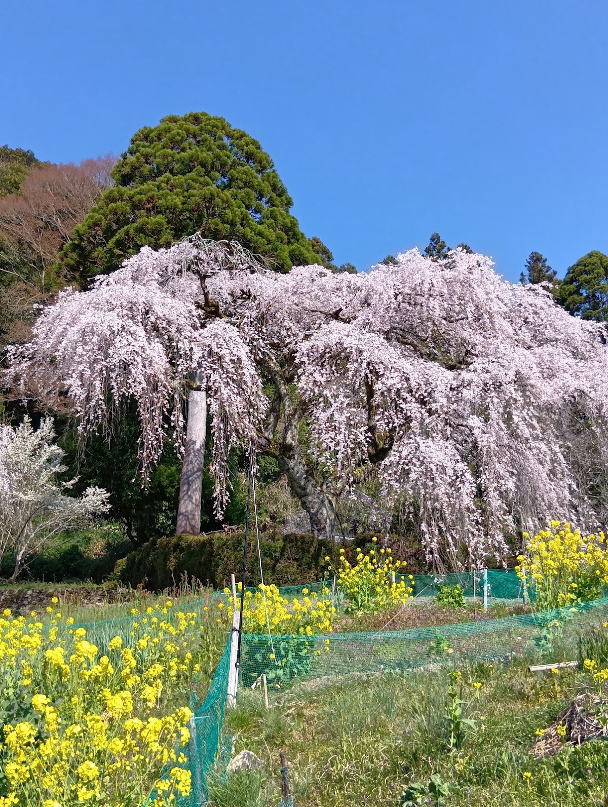 中越家のしだれ桜
