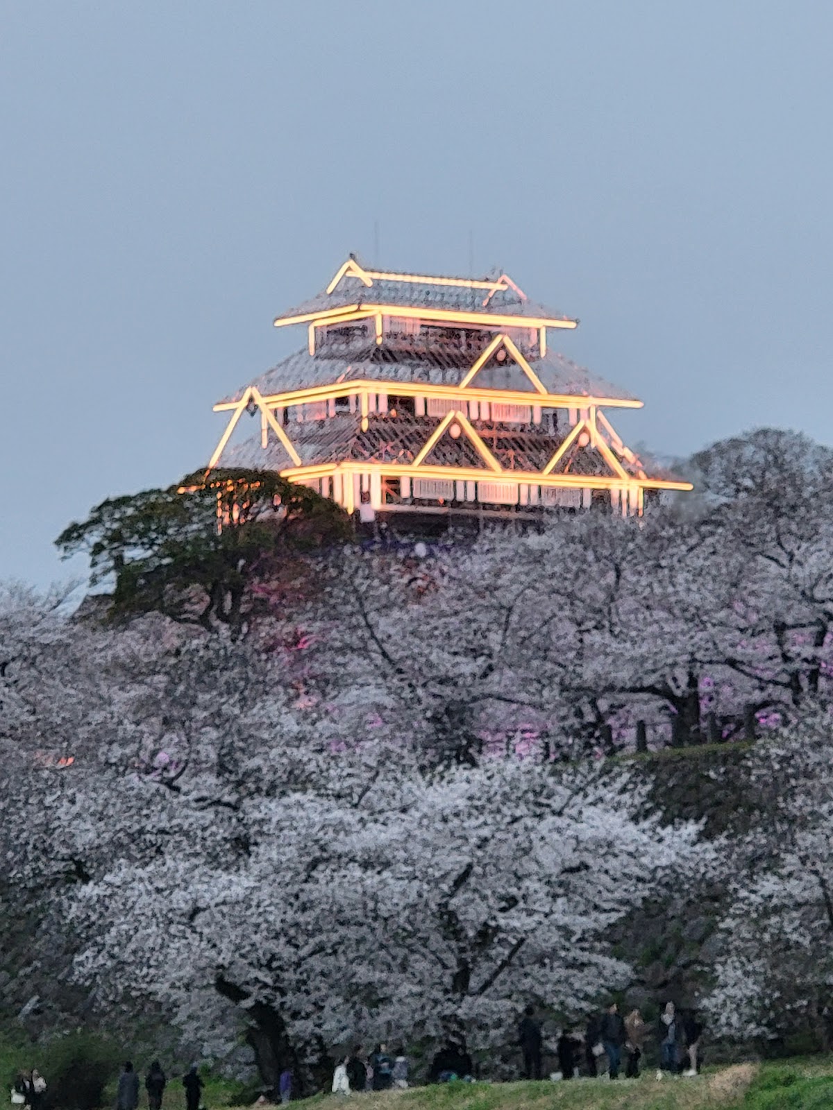 舞鶴公園(福岡県)の桜