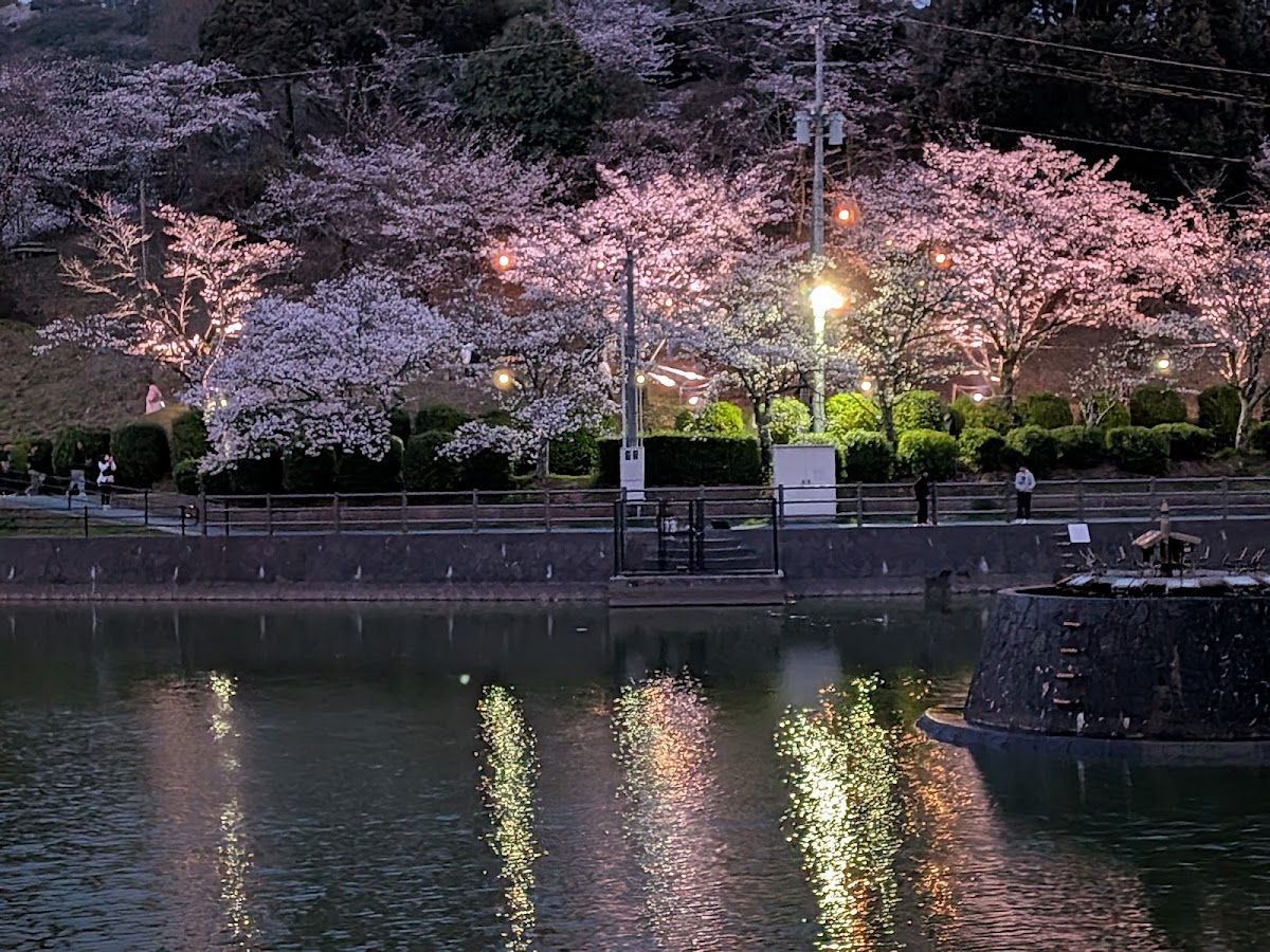 甘木公園(福岡県朝倉市)桜の名所