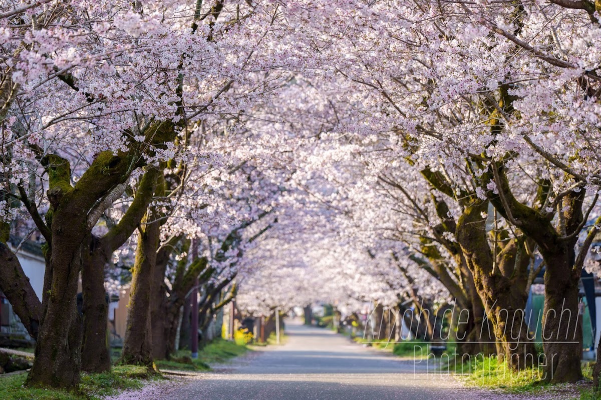 秋月杉の馬場の桜