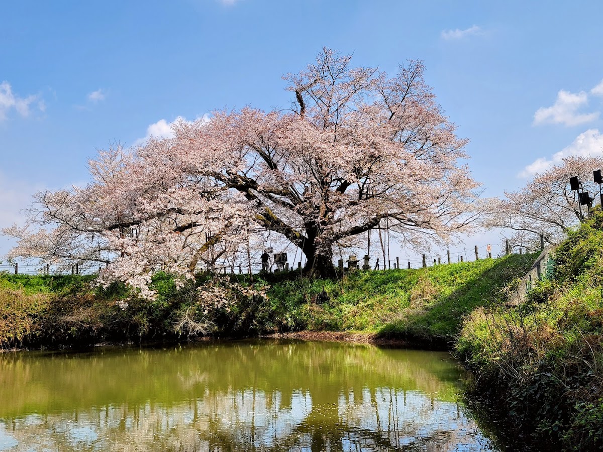 浅井の一本桜